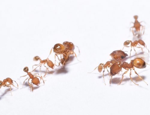 April Showers Bring… Ants! Understanding and Controlling These Pesky Invaders