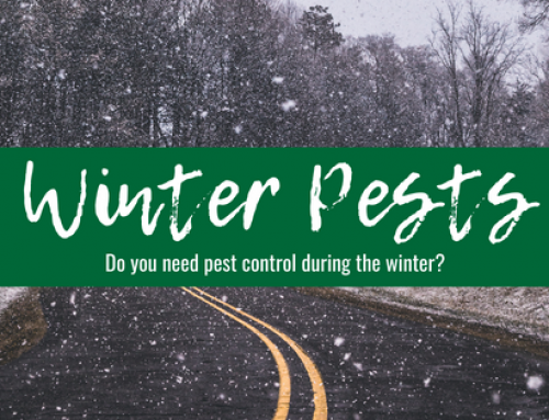 Winter Pests: Prevention and Control Tips