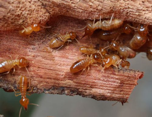 Silent Destroyers: Understanding Termites in North Carolina and How to Protect Your Home