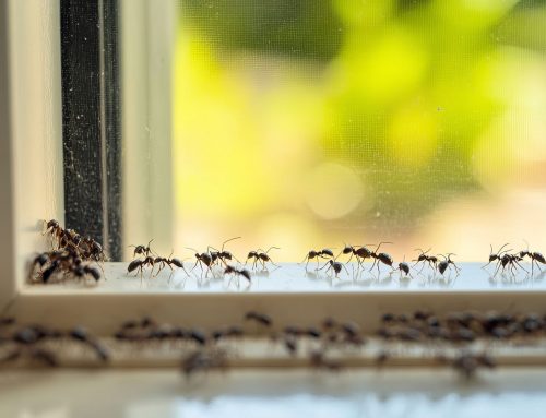 Shake Off the Winter Blues: Your Spring Pest Prep Checklist is Here!