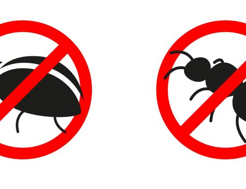 Keeping Your Home Pest-Free