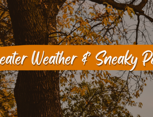 Sweater Weather & Sneaky Pests: A Technician’s Fall-Winter Tips